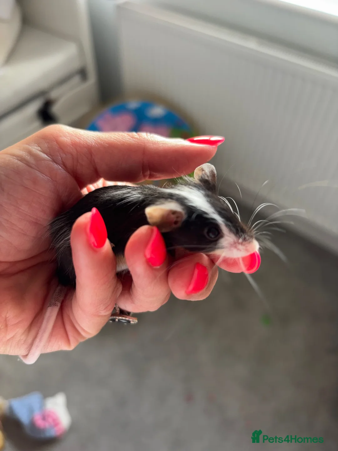 Mouse rodents for sale: Fancy Mice for sale in Wokingham - Advert 1