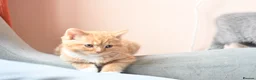 British Shorthair cats for sale: 3 Lovely, Fluffy Little Kittens - Ready To Go - Advert 3