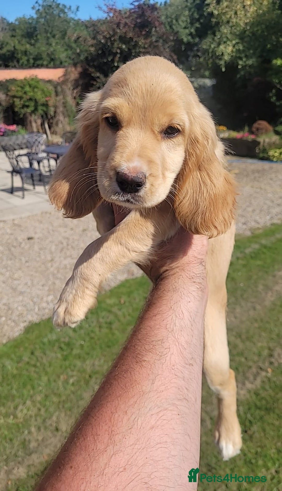 Cocker Spaniel dogs for sale: Stunning cocker spaniel puppies - Image 12