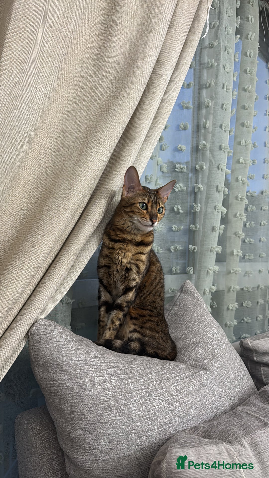 Bengal cats for sale: Female bengal for sale - Advert 5