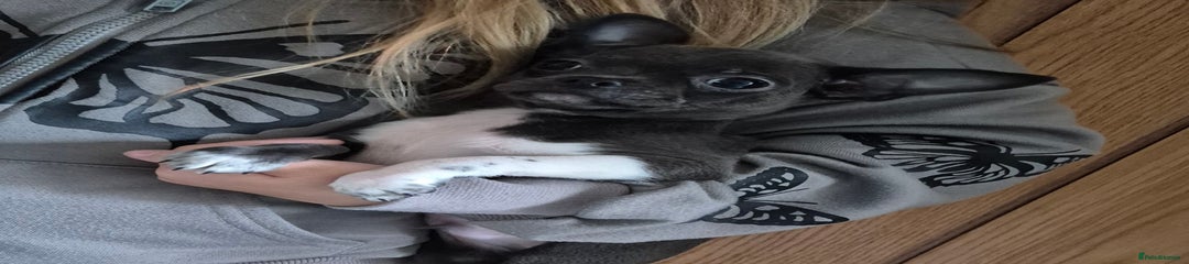 Chihuahua Puppy 1