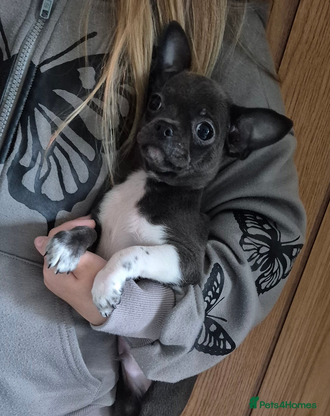 Chihuahua dogs for sale: ❤️Amazing Chihuahua Puppies - Image 17