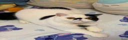 Exotic cats for sale: Black and white exotic boy - Advert 2
