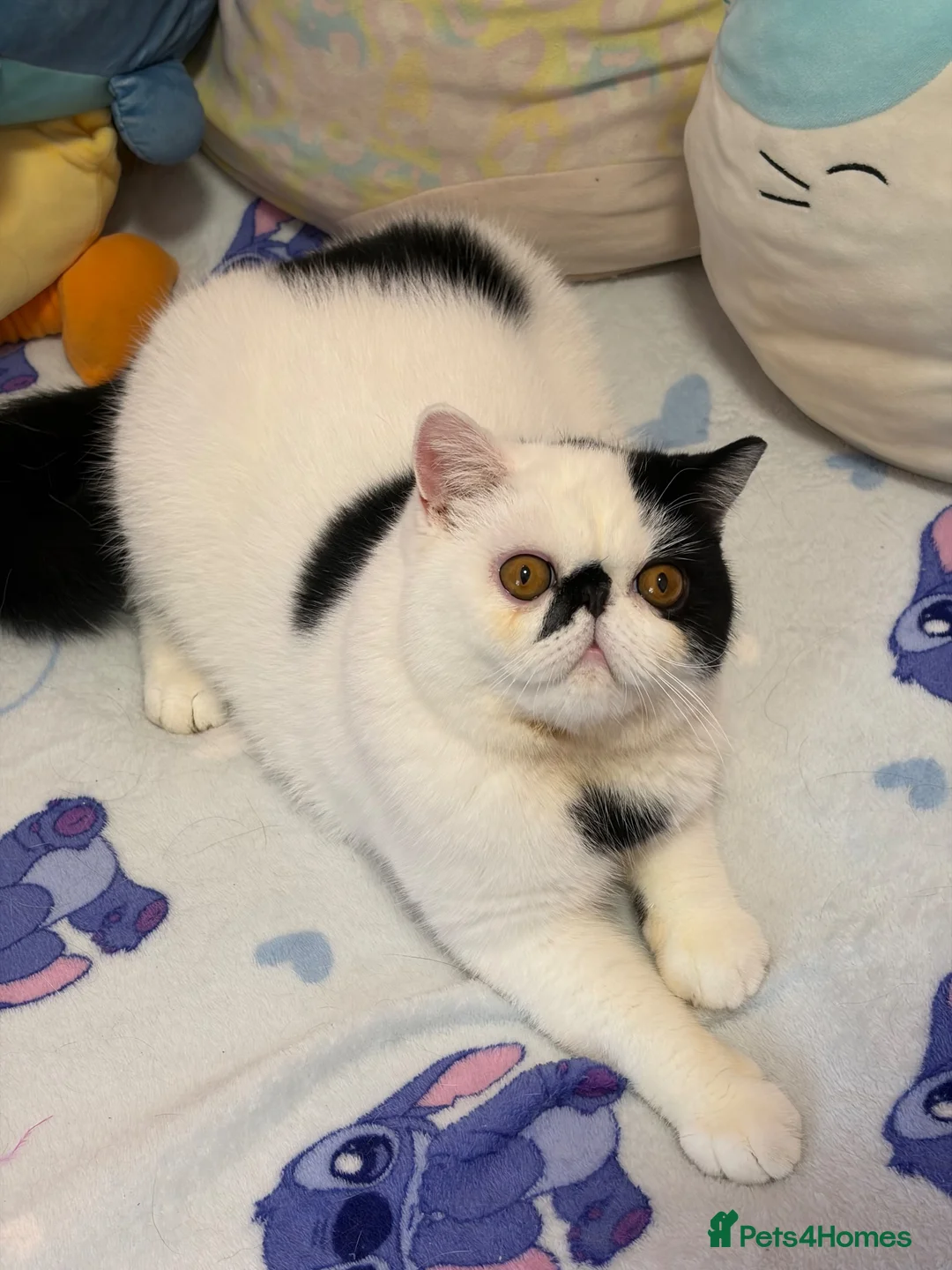 Exotic cats for sale: Black and white exotic boy - Advert 2