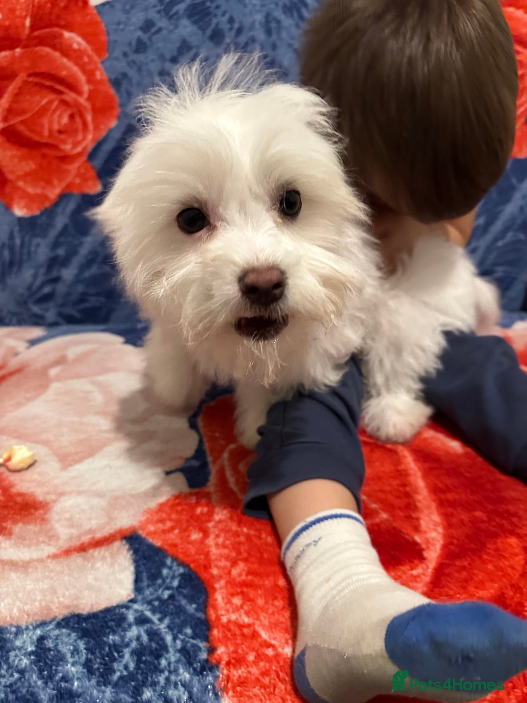 Bichon Frise dogs for sale: 3 Little puppies Bichon frise - Image 10