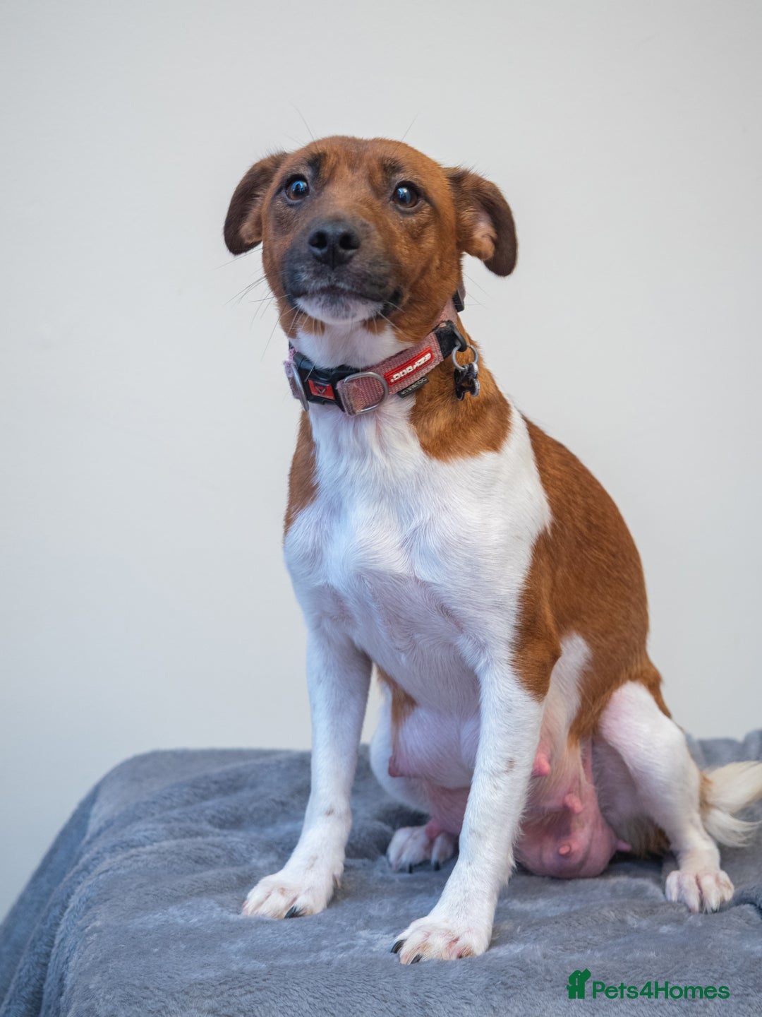 Plummer Terrier dogs for sale: Lovely Plummer Pupps - Advert 3