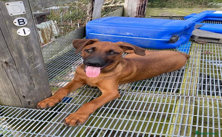 Mixed Breed dogs - Advert 1