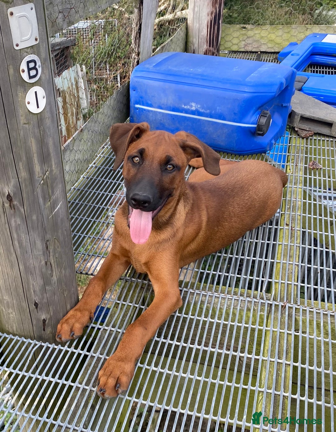 Mixed Breed dogs for sale: Dobermann x Malinois  - Image 1