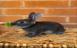 Rex rabbits for sale: Female & male otter/BEW mini rex rabbits  - Image 29