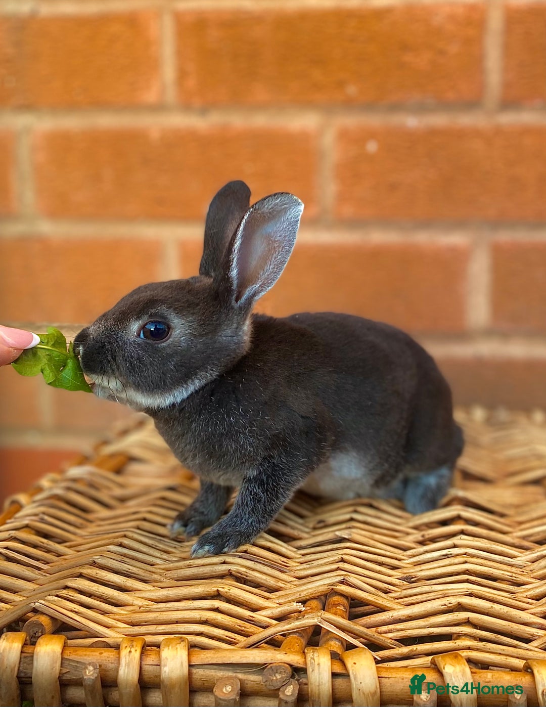 Rex rabbits for sale: Female & male otter/BEW mini rex rabbits  - Image 29