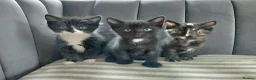 British Shorthair cats for sale: Gorgeous Kittens for sale - Advert 1