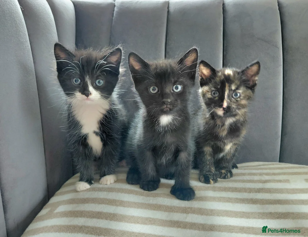 British Shorthair cats for sale: Gorgeous Kittens for sale - Advert 1