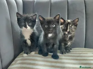 British Shorthair cats Gorgeous Kittens for sale - Advert 17