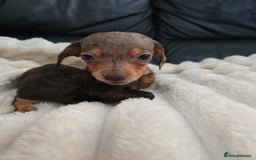 Miniature Dachshund dogs for sale: Miniature dachshunds  - Image 30