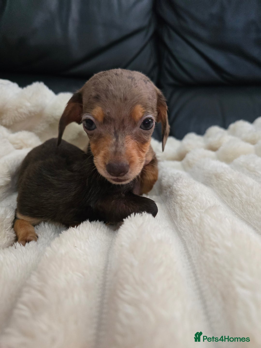 Miniature Dachshund dogs for sale: Miniature dachshunds  - Image 30