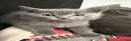 British Shorthair cats for sale: British Shorthair Kittens - Advert 13