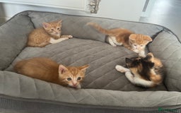Domestic Shorthair cats for sale: 3 kittens 2 gingers 1 calico girl   in Lydney - Image 1
