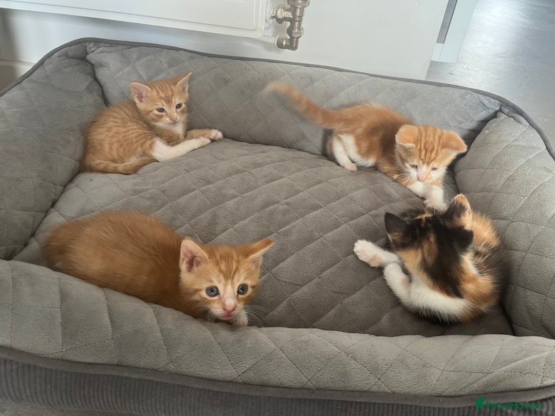 Domestic Shorthair cats for sale: 3 kittens 2 gingers 1 calico girl   in Lydney - Image 1