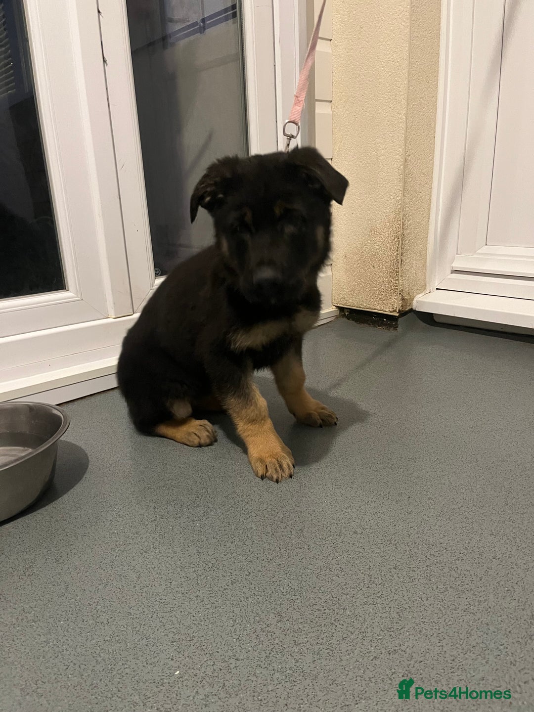 German Shepherd dogs for sale: KC registered pups with paperwork,German shepherd  - Advert 5