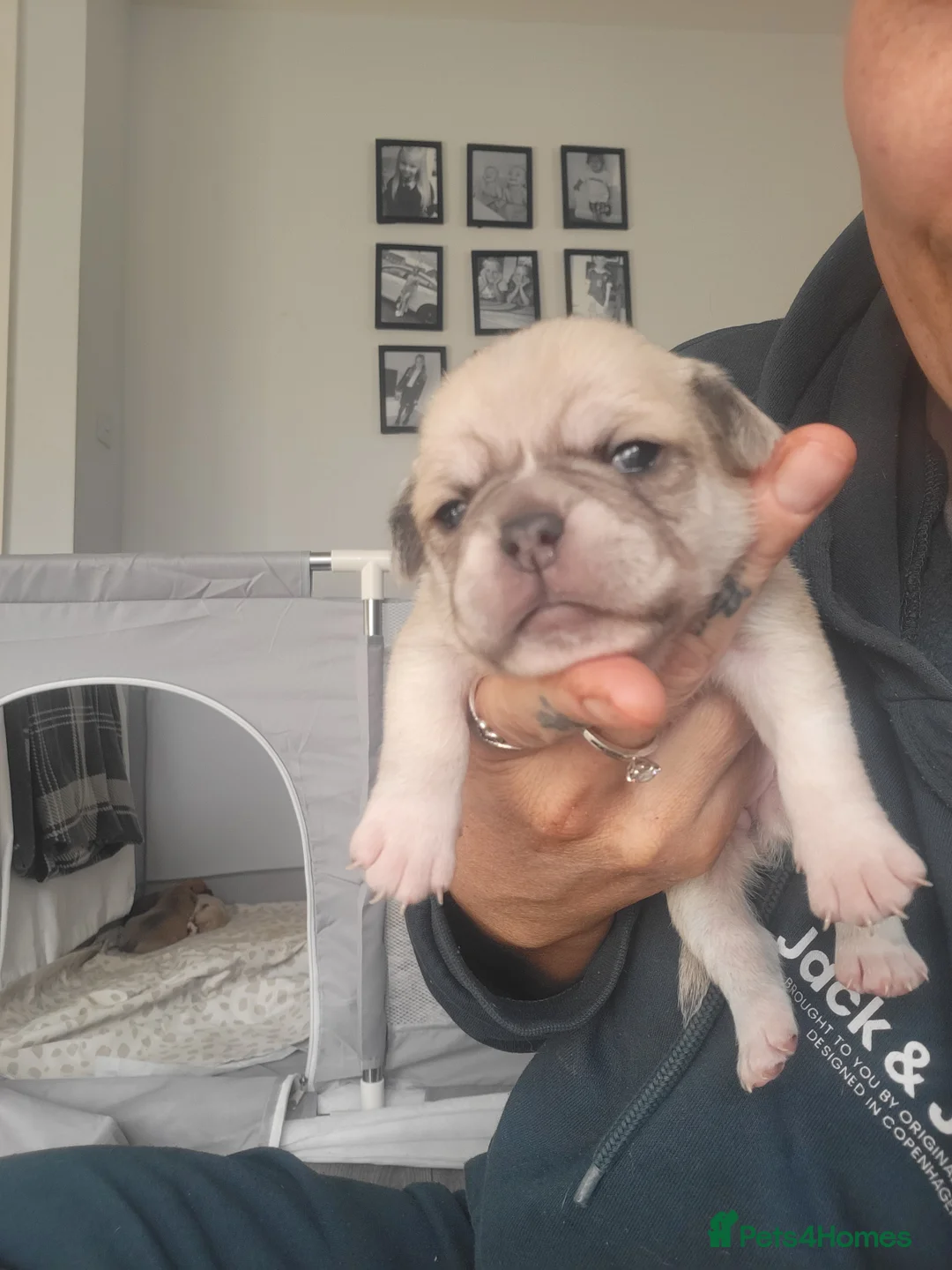 Frug dogs for sale: 7 beautiful frug puppies  - Advert 2