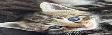 Mixed Breed Kitten 6