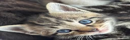 Mixed Breed cats for sale: Beautiful Affectionate Kittens - Advert 28