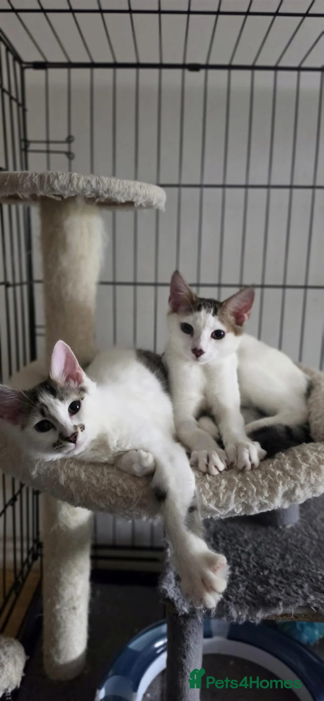 Domestic Shorthair cats for adoption: Bobby & Sadie - Adopt from Cats in Crisis East Ldn - Advert 1