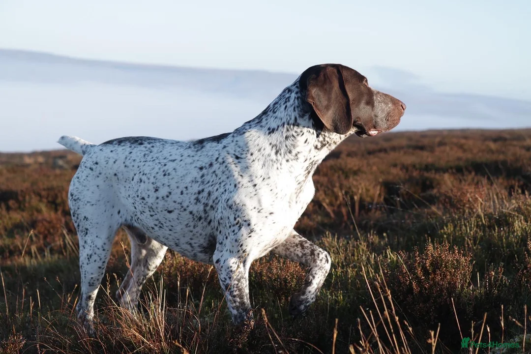 German Shorthaired Pointer dogs for stud: Outstanding example of a working Gsp in Lancaster - Advert 11