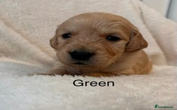 Golden Retriever dogs for sale: Beautiful KC Reg Golden Retriever - Advert 9