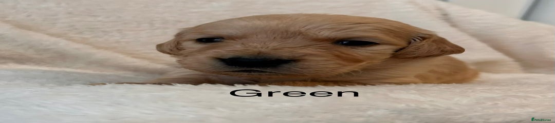 Golden Retriever Green Boy