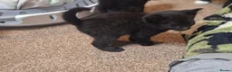 Mixed Breed cats for sale: Female kitten available from litter - Advert 1