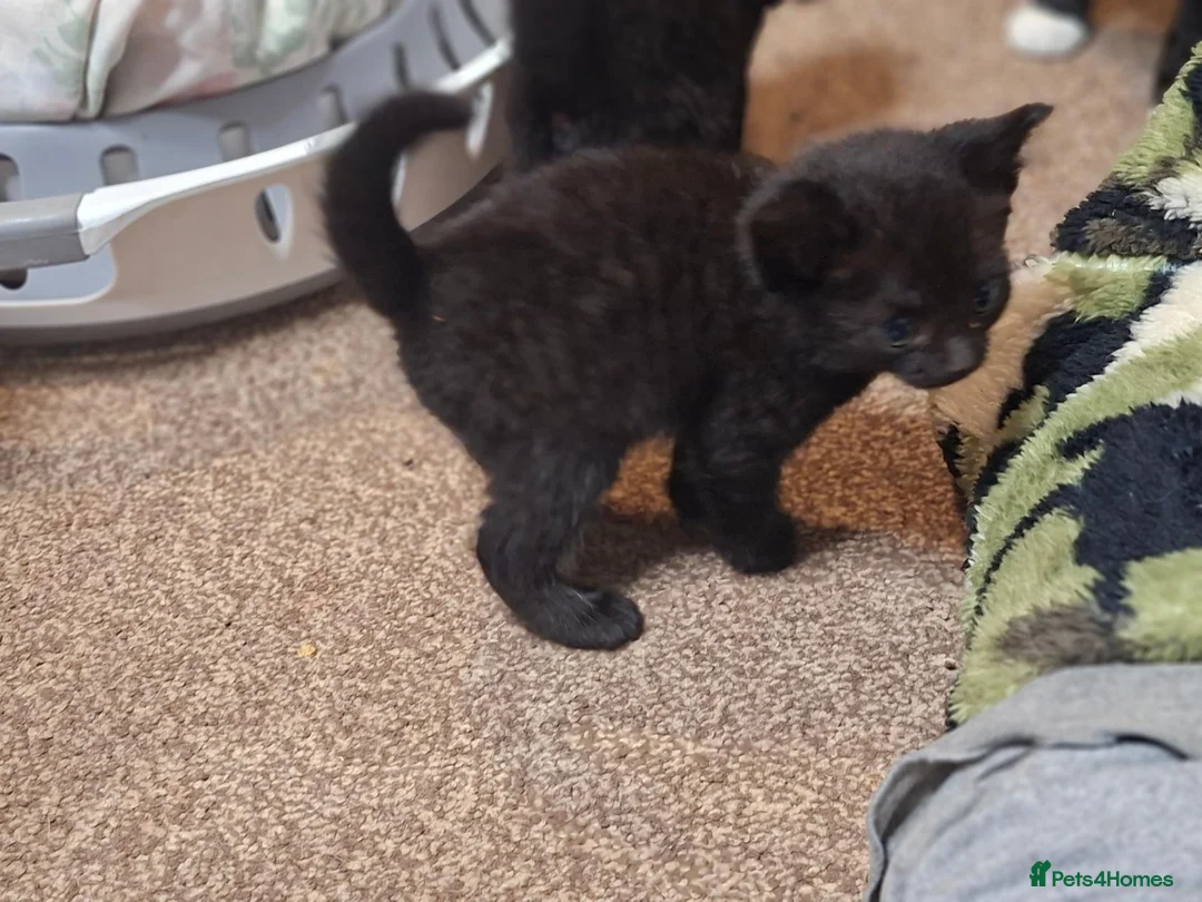 Mixed Breed cats for sale: Female kitten available from litter - Advert 1