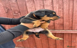 Rottweiler dogs for sale: Pure rottweiler  - Image 11