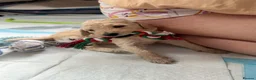 Standard Poodle dogs for sale: KC STANDARD POODLE PUPPIES - Advert 9