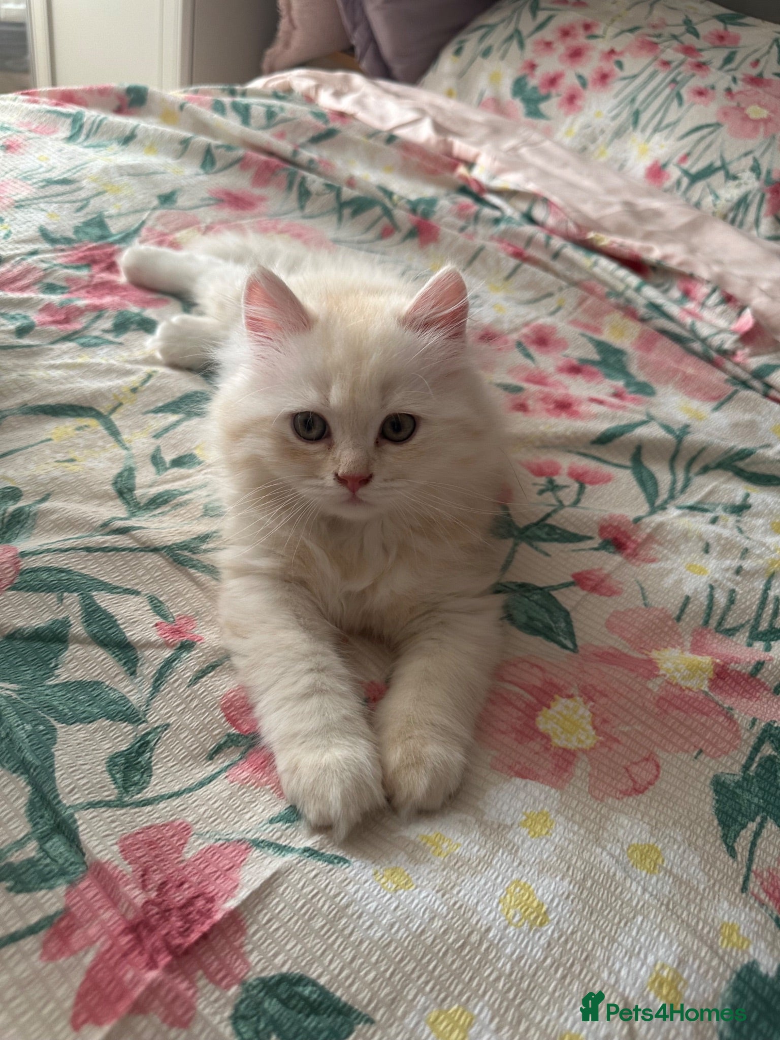 British Longhair cats Beautiful British Longhair Boys! - Advert 11