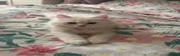 British Longhair cats for sale: Beautiful British Longhair Boys! - Advert 2