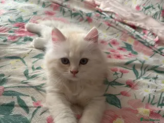 British Longhair cats Beautiful British Longhair Boys! - Advert 1