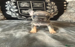 French Bulldog dogs for sale: French bulldog puppies solid blues lilac tans  - Image 6