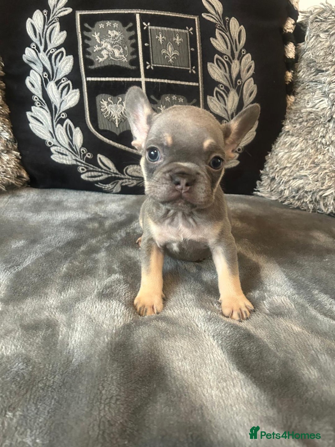 French Bulldog dogs for sale: French bulldog puppies solid blues lilac tans  - Image 6
