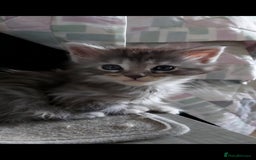 Maine Coon cats for sale: Maine coon kittens ready now - Image 4