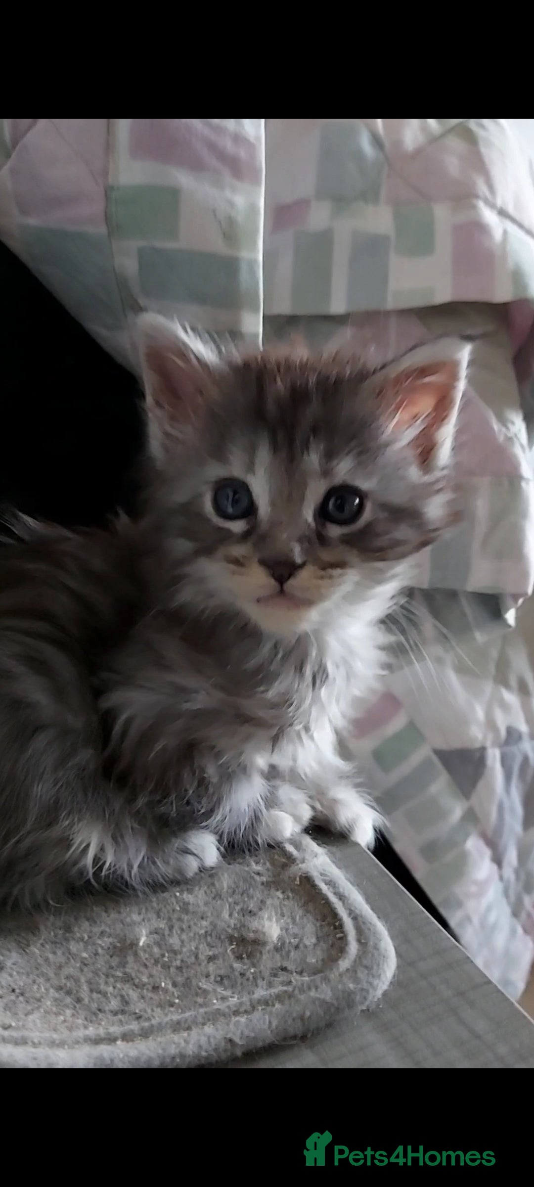 Maine Coon cats for sale: Maine coon kittens ready now - Image 4