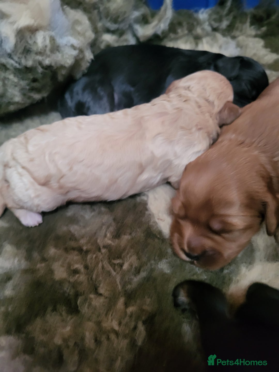 Cavapoo dogs for sale: F2 Cavapoo Gorgeous Babies!  - Image 7
