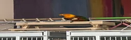 Conures birds for sale: Jenday conure parrot  - Advert 5