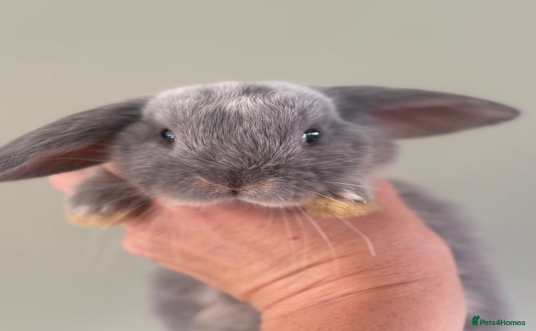 Mini Lop rabbits - Advert 9