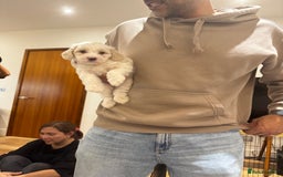 Mixed Breed dogs for sale: Beautiful Tiboodles Boy & Girl for sale  - Advert 4