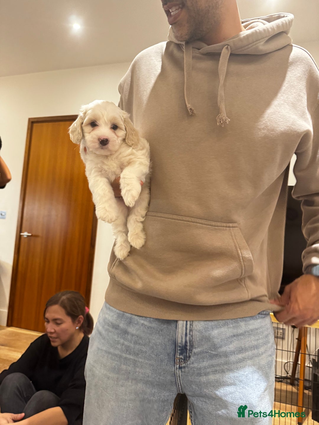 Mixed Breed dogs for sale: Beautiful Tiboodles Boy & Girl for sale  - Advert 4