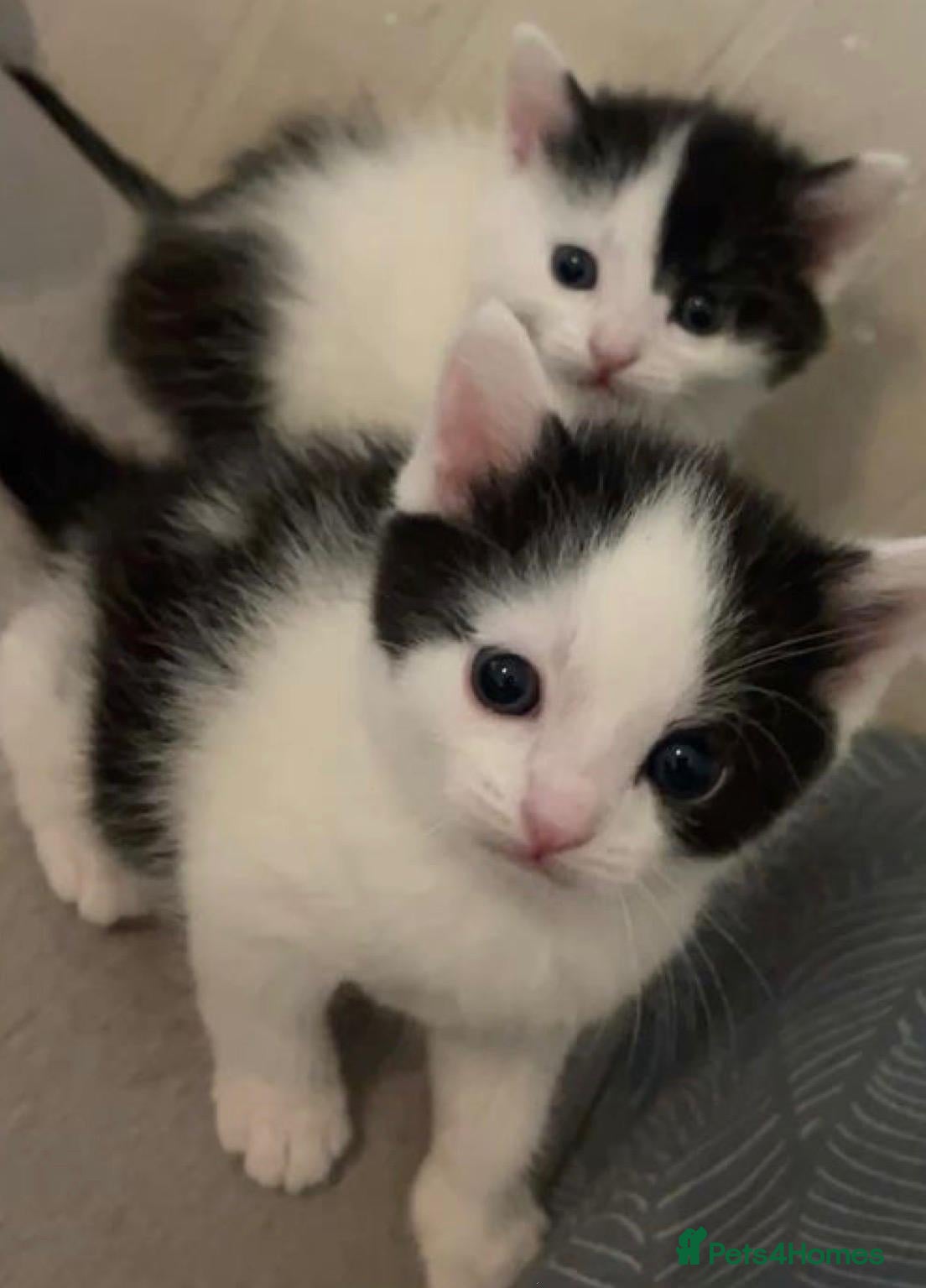 Mixed Breed cats little kittens  - Advert 1