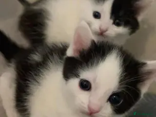 Mixed Breed cats little kittens - Advert 1