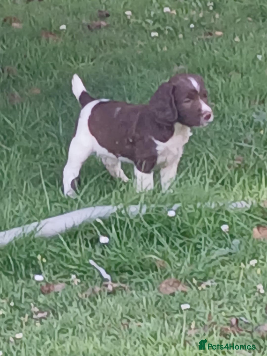 English Springer Spaniel dogs for sale: Stunning springer spaniel puppies for sale  - Image 5