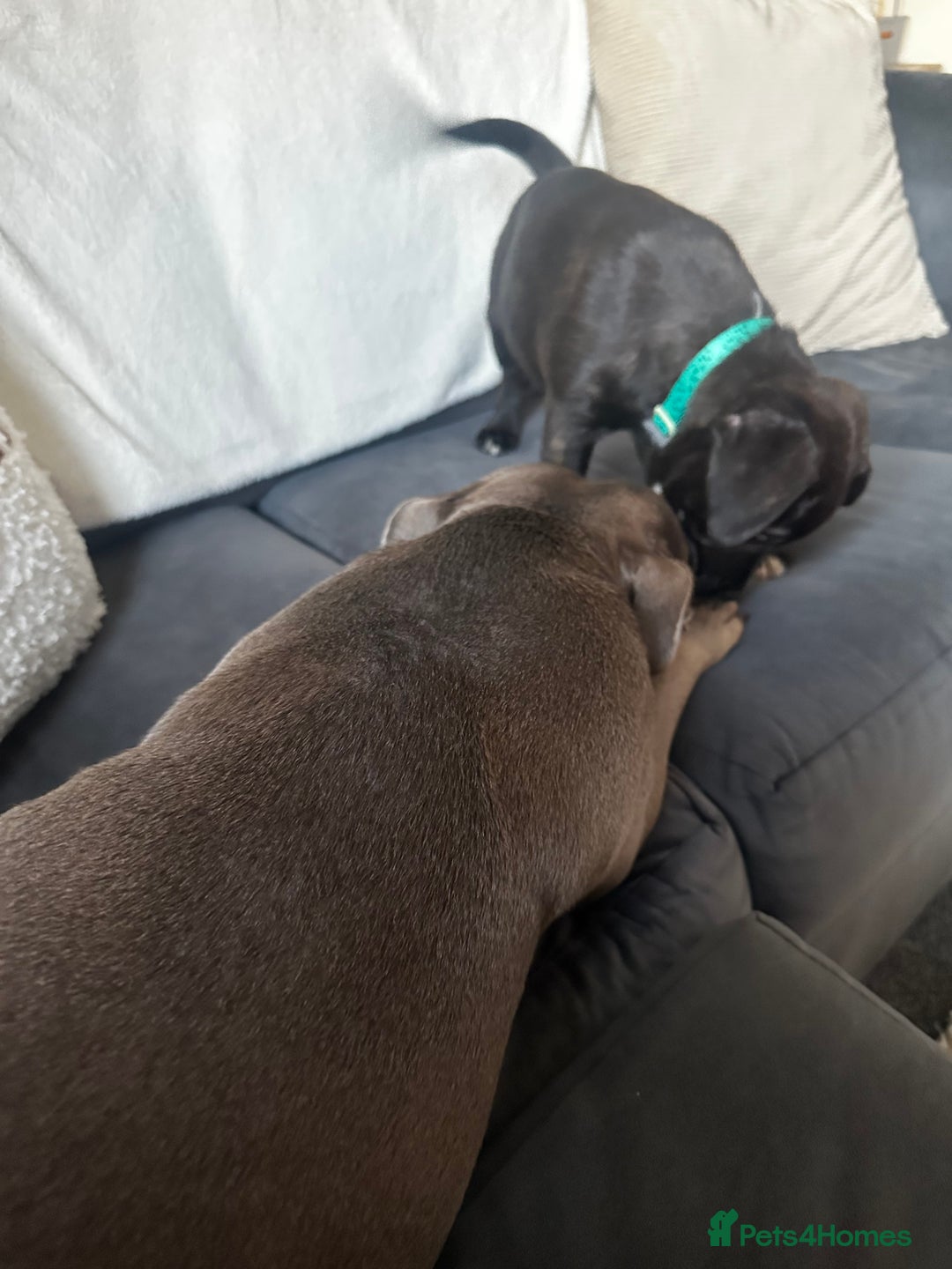 Mixed Breed dogs for sale: 11 week old male staff cross rottie - Image 4